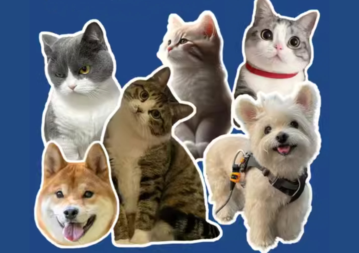 Custom Stickers, Custom Irregular-Shaped Stickers, DIY Stickers, Personalised Pet Stickers