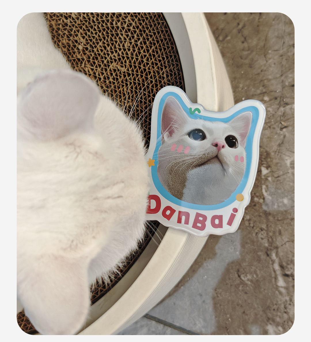 Sticker of a cat named DanBai on a textured surface